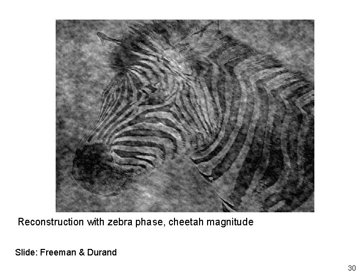 Reconstruction with zebra phase, cheetah magnitude Slide: Freeman & Durand 30 
