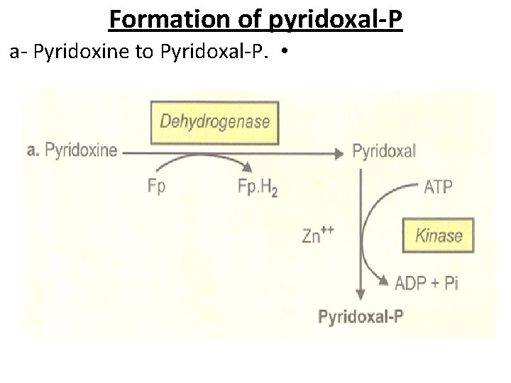 Formation of pyridoxal-P a- Pyridoxine to Pyridoxal-P. • 