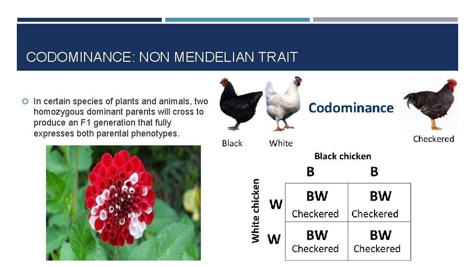 CODOMINANCE: NON MENDELIAN TRAIT In certain species of plants and animals, two homozygous dominant