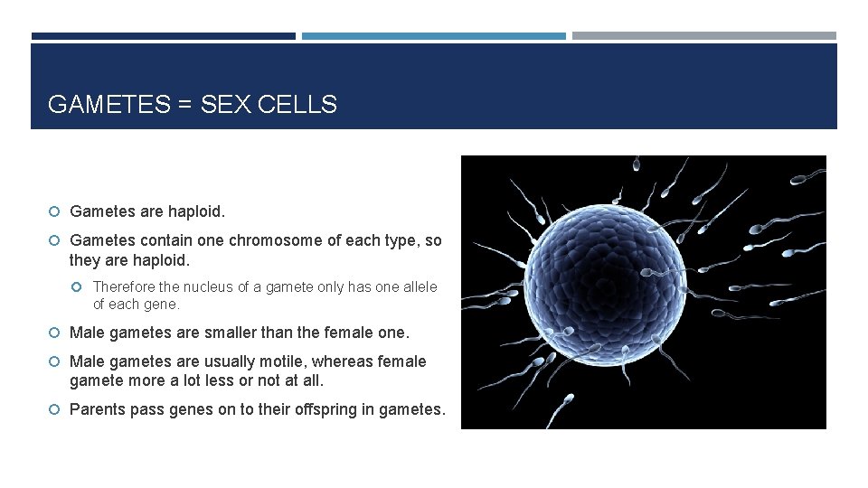GAMETES = SEX CELLS Gametes are haploid. Gametes contain one chromosome of each type,