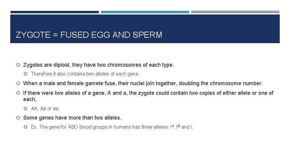 ZYGOTE = FUSED EGG AND SPERM Zygotes are diploid, they have two chromosomes of