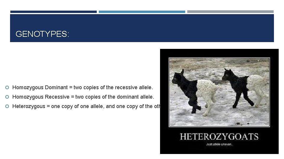 GENOTYPES: Homozygous Dominant = two copies of the recessive allele. Homozygous Recessive = two