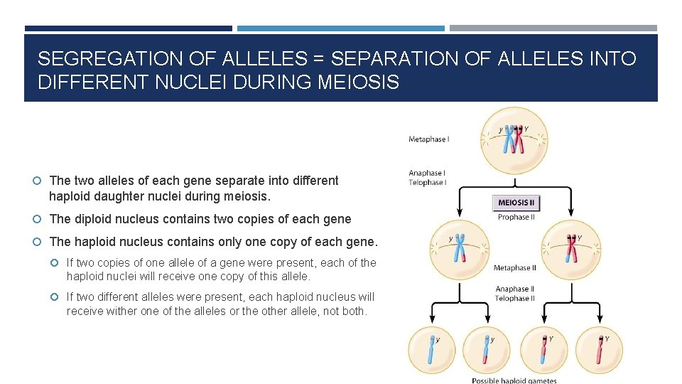 SEGREGATION OF ALLELES = SEPARATION OF ALLELES INTO DIFFERENT NUCLEI DURING MEIOSIS The two