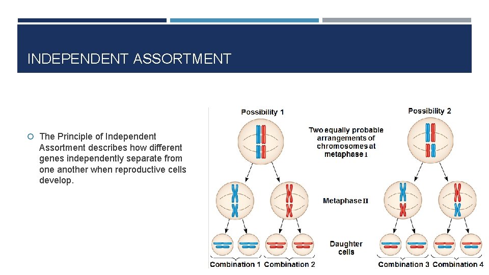 INDEPENDENT ASSORTMENT The Principle of Independent Assortment describes how different genes independently separate from