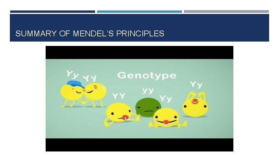 SUMMARY OF MENDEL’S PRINCIPLES 