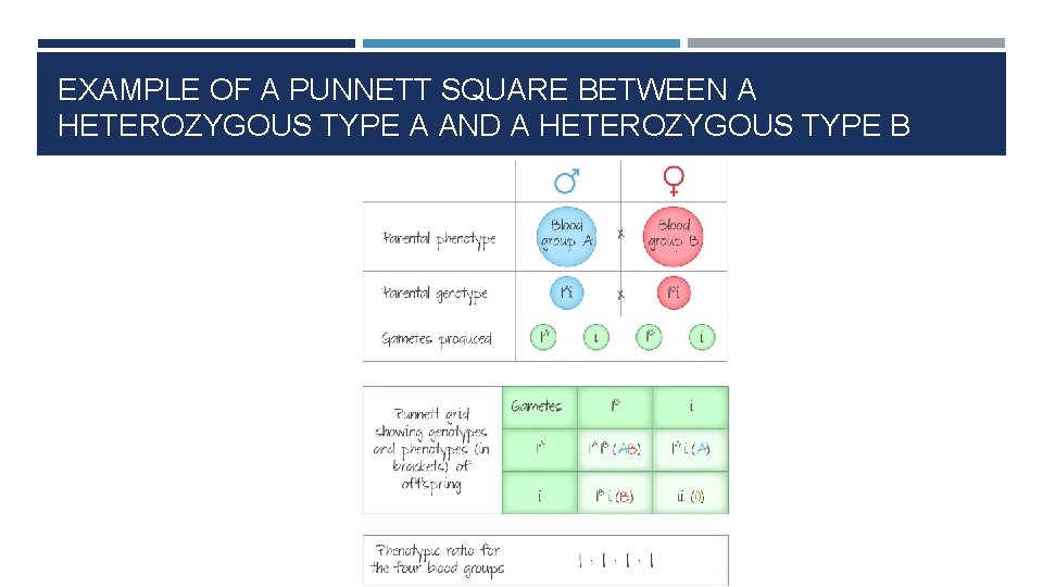 EXAMPLE OF A PUNNETT SQUARE BETWEEN A HETEROZYGOUS TYPE A AND A HETEROZYGOUS TYPE