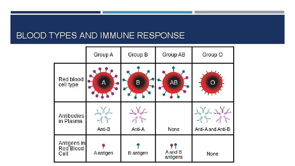 BLOOD TYPES AND IMMUNE RESPONSE 