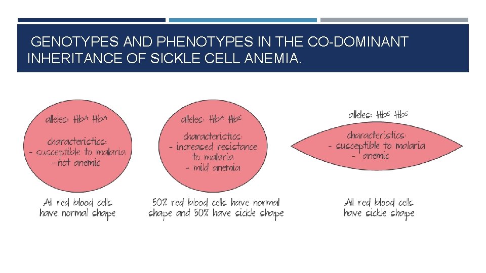  GENOTYPES AND PHENOTYPES IN THE CO-DOMINANT INHERITANCE OF SICKLE CELL ANEMIA. 