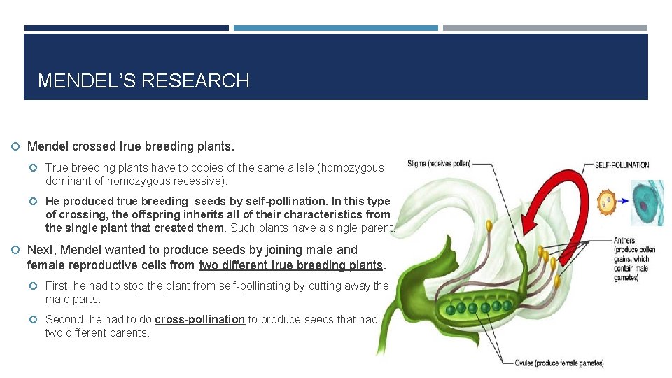 MENDEL’S RESEARCH Mendel crossed true breeding plants. True breeding plants have to copies of