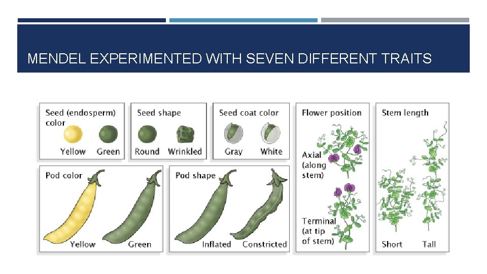 MENDEL EXPERIMENTED WITH SEVEN DIFFERENT TRAITS 