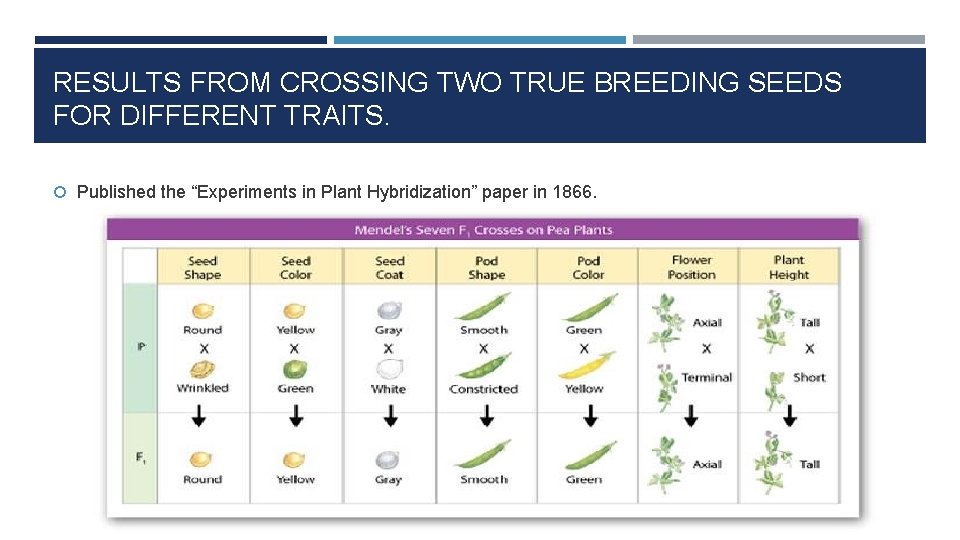 RESULTS FROM CROSSING TWO TRUE BREEDING SEEDS FOR DIFFERENT TRAITS. Published the “Experiments in