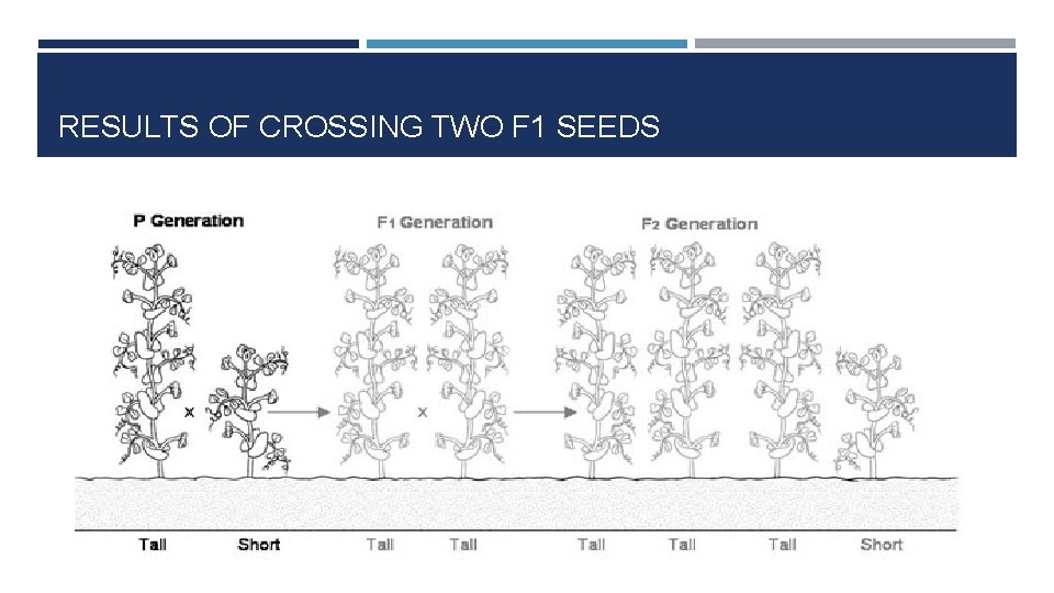 RESULTS OF CROSSING TWO F 1 SEEDS 