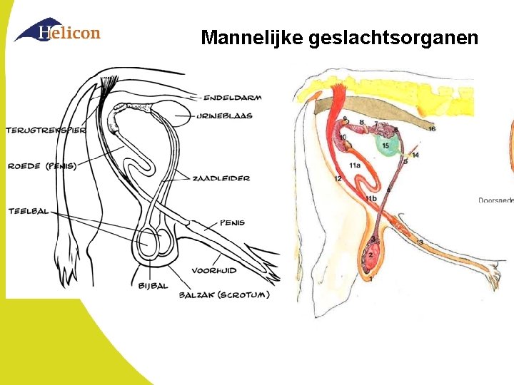 Mannelijke geslachtsorganen 