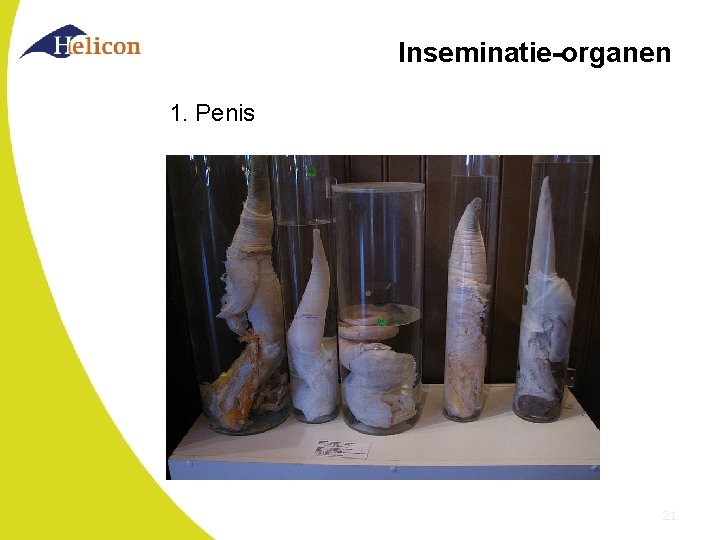 Inseminatie-organen 1. Penis 21 