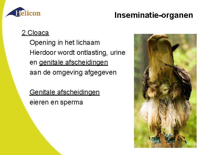 Inseminatie-organen 2. Cloaca Opening in het lichaam Hierdoor wordt ontlasting, urine en genitale afscheidingen