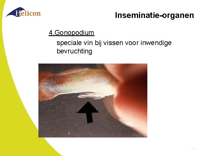 Inseminatie-organen 4. Gonopodium speciale vin bij vissen voor inwendige bevruchting 24 