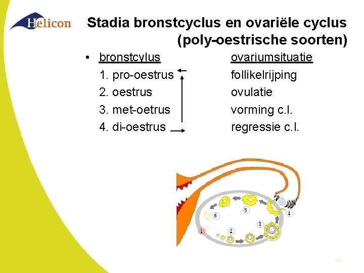 Stadia bronstcyclus en ovariële cyclus (poly-oestrische soorten) • bronstcylus 1. pro-oestrus 2. oestrus 3.