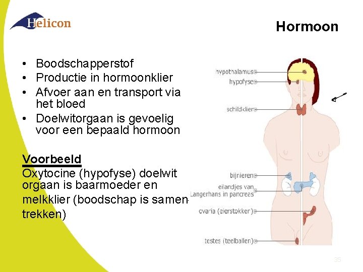 Hormoon • Boodschapperstof • Productie in hormoonklier • Afvoer aan en transport via het