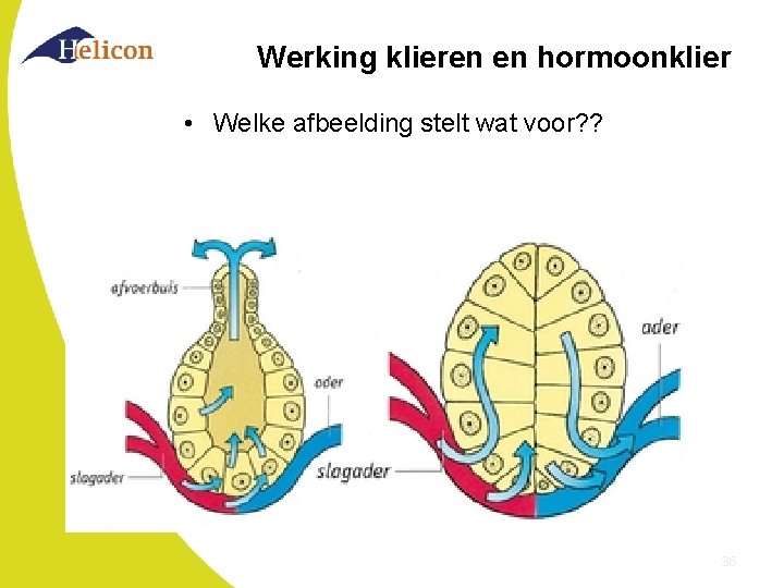 Werking klieren en hormoonklier • Welke afbeelding stelt wat voor? ? 36 