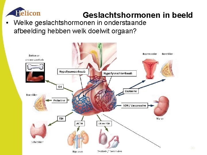 Geslachtshormonen in beeld • Welke geslachtshormonen in onderstaande afbeelding hebben welk doelwit orgaan? 38