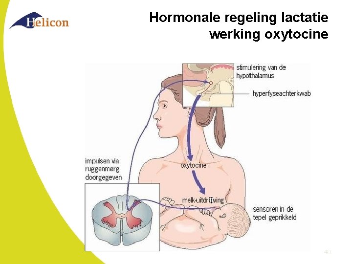 Hormonale regeling lactatie werking oxytocine 40 