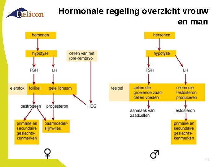 Hormonale regeling overzicht vrouw en man 41 