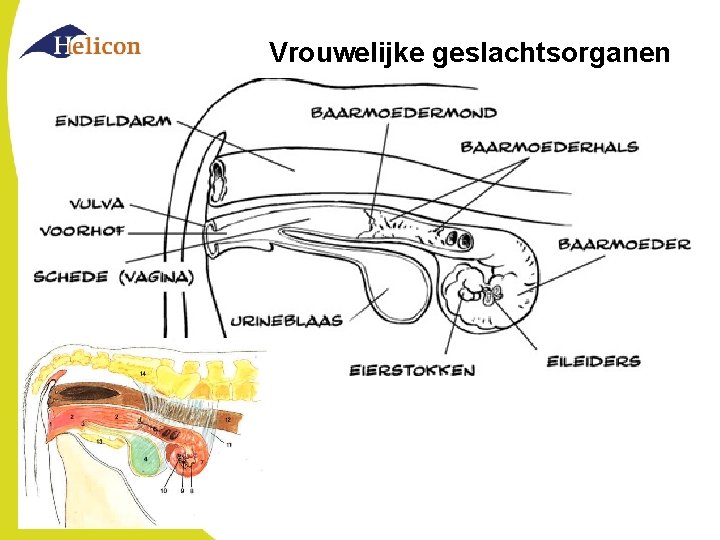 Vrouwelijke geslachtsorganen 