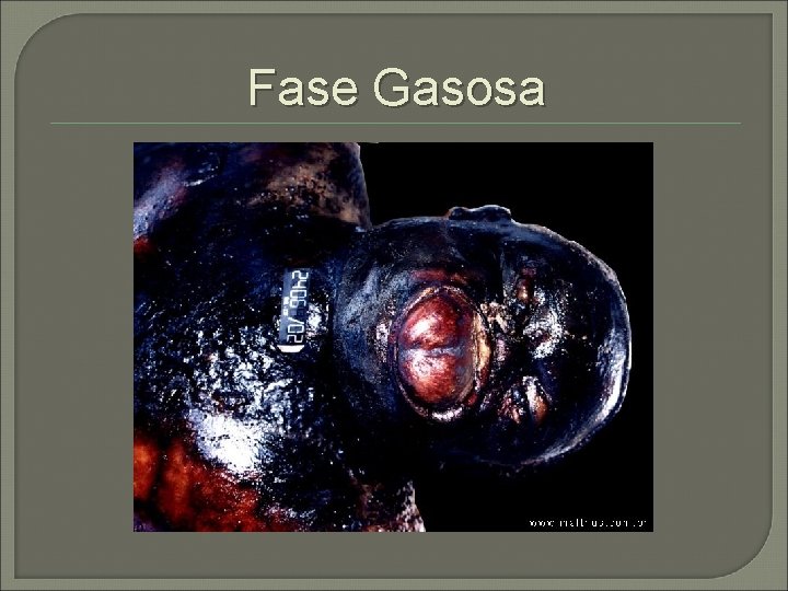 Fase Gasosa 