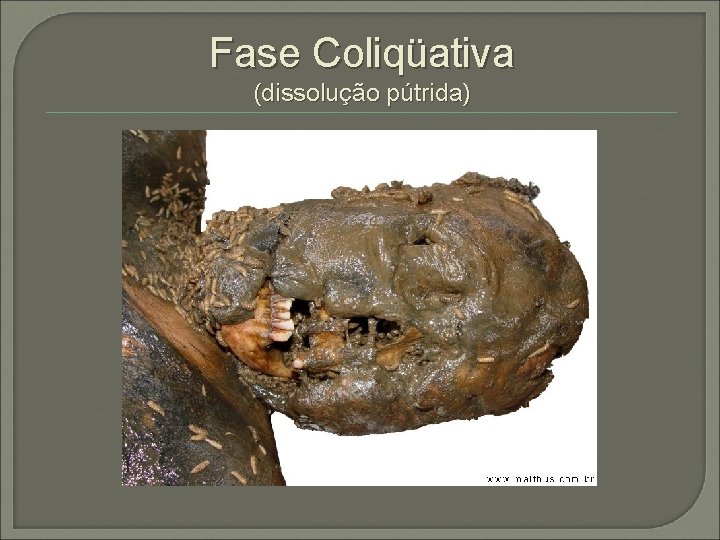 Fase Coliqüativa (dissolução pútrida) 