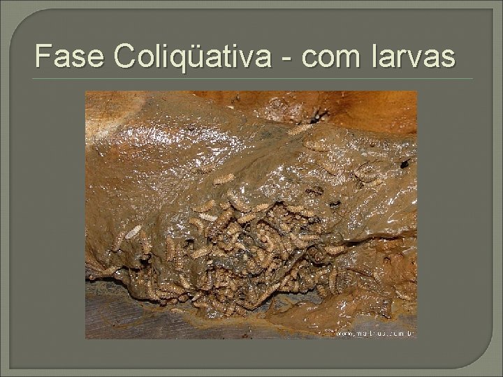 Fase Coliqüativa - com larvas 