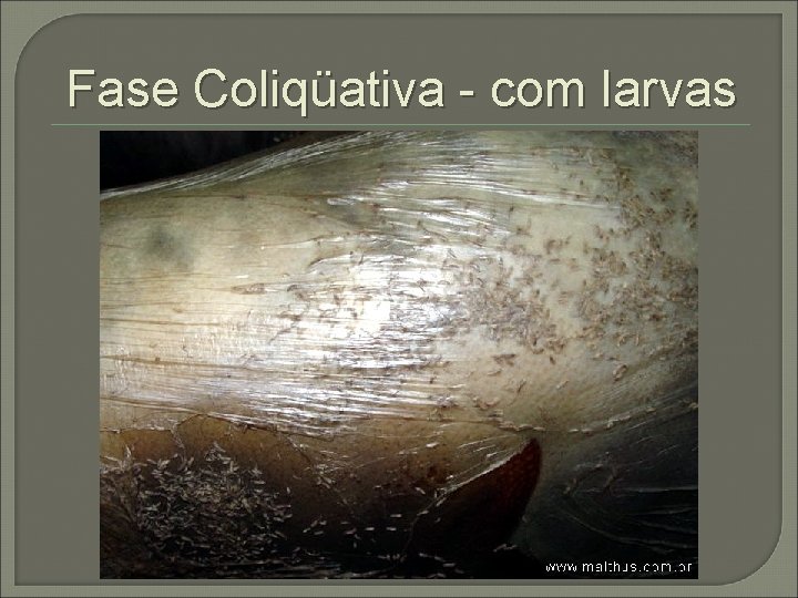 Fase Coliqüativa - com larvas 