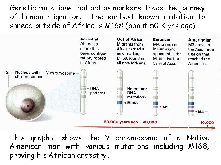 Genetic mutations that act as markers, trace the journey of human migration. The earliest