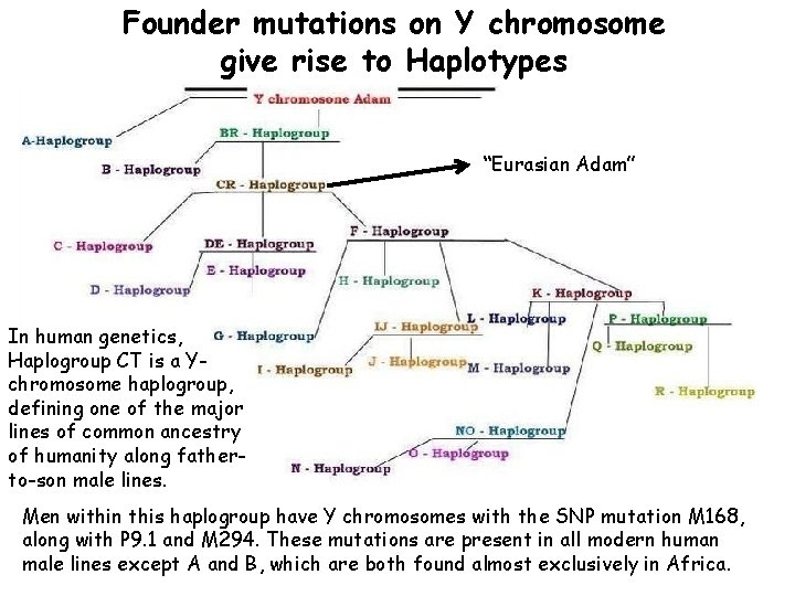 Founder mutations on Y chromosome give rise to Haplotypes “Eurasian Adam” In human genetics,