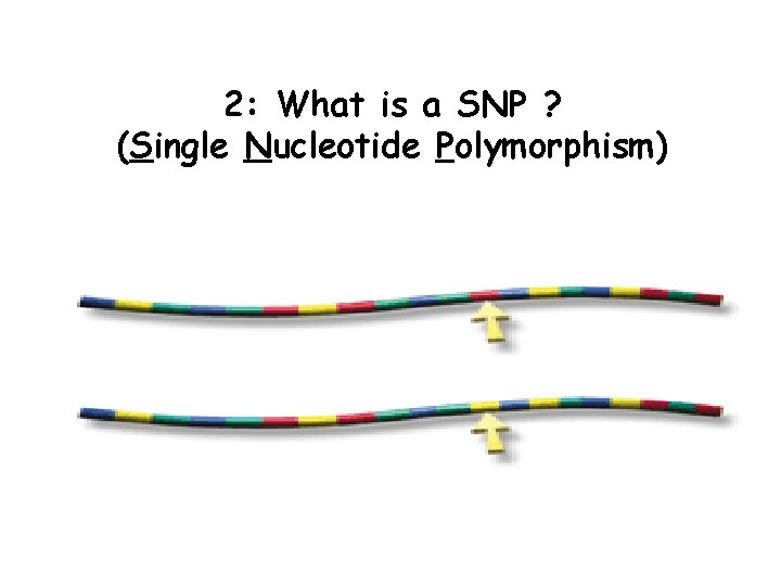 2: What is a SNP ? (Single Nucleotide Polymorphism) 