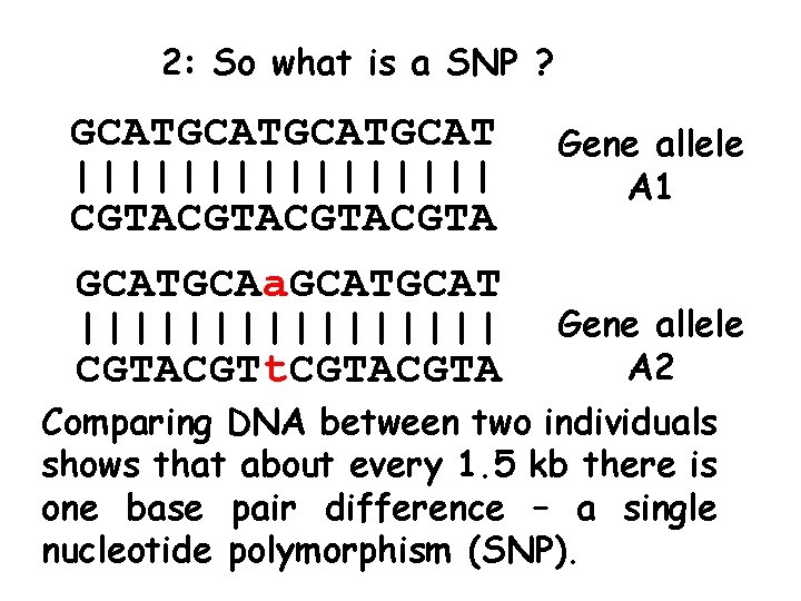 2: So what is a SNP ? GCATGCAT |||||||| CGTACGTA GCATGCAa. GCAT |||||||| CGTACGTt.