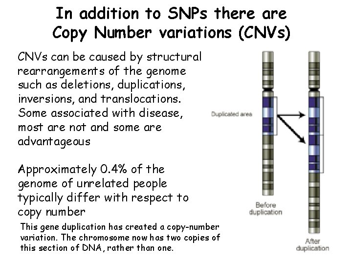 In addition to SNPs there are Copy Number variations (CNVs) CNVs can be caused