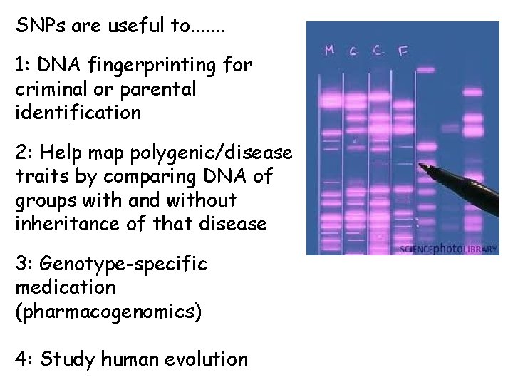 SNPs are useful to. . . . 1: DNA fingerprinting for criminal or parental