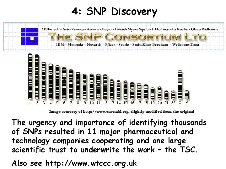 4: SNP Discovery The urgency and importance of identifying thousands of SNPs resulted in