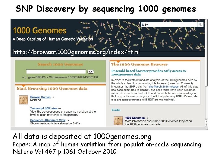 SNP Discovery by sequencing 1000 genomes http: //browser. 1000 genomes. org/index/html All data is