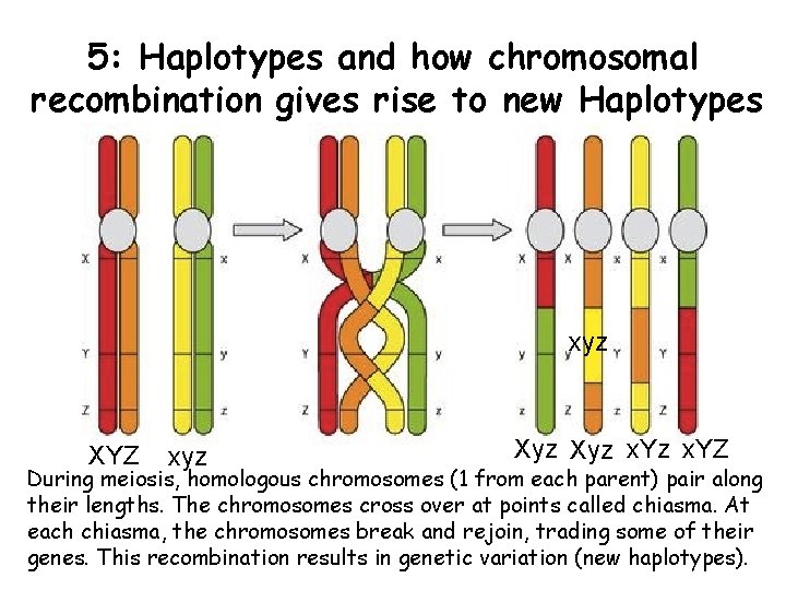 5: Haplotypes and how chromosomal recombination gives rise to new Haplotypes xyz XYZ xyz