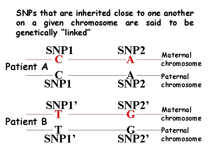 SNPs that are inherited close to one another on a given chromosome are said