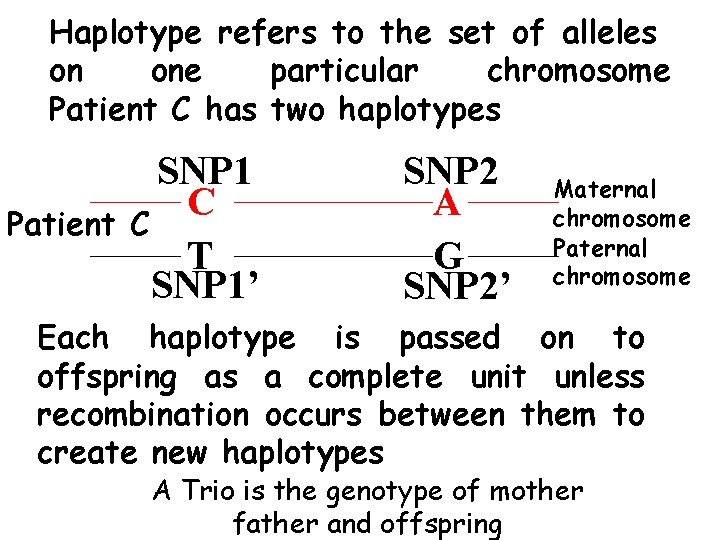 Haplotype refers to the set of alleles on one particular chromosome Patient C has