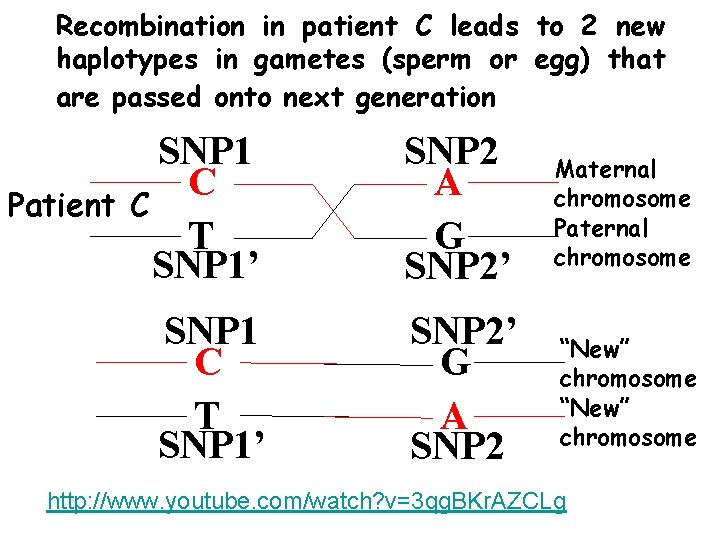 Recombination in patient C leads to 2 new haplotypes in gametes (sperm or egg)