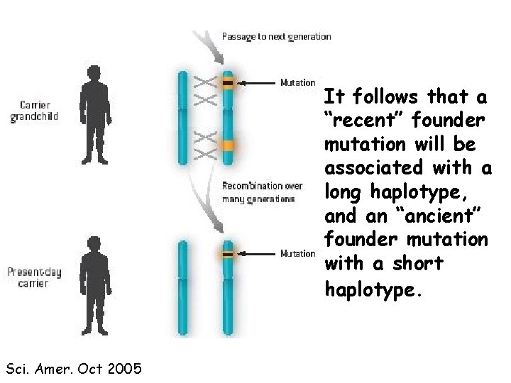 It follows that a “recent” founder mutation will be associated with a long haplotype,