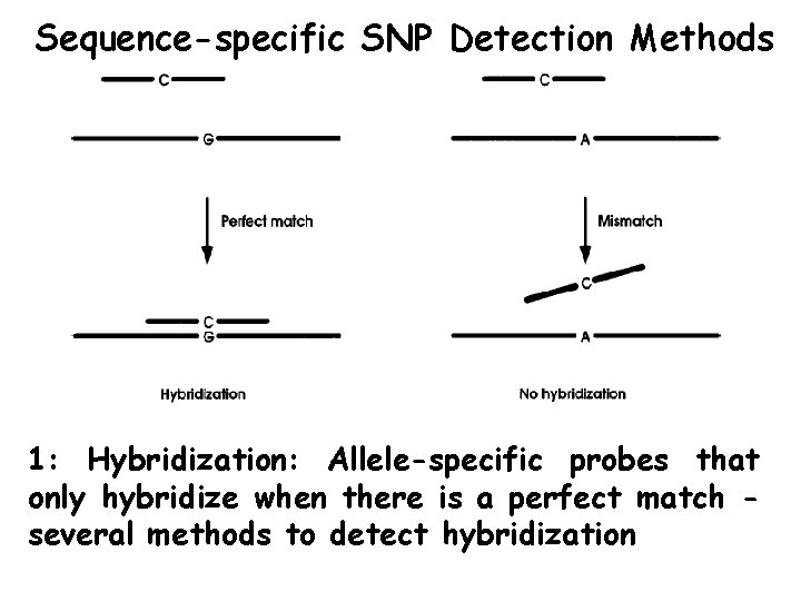 Sequence-specific SNP Detection Methods 1: Hybridization: Allele-specific probes that only hybridize when there is