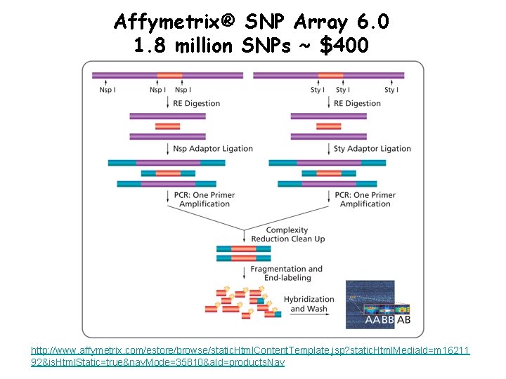 Affymetrix® SNP Array 6. 0 1. 8 million SNPs ~ $400 http: //www. affymetrix.