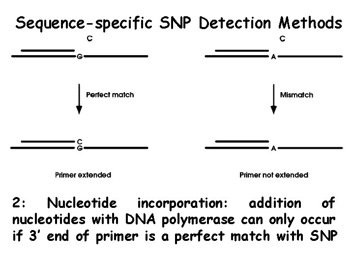 Sequence-specific SNP Detection Methods 2: Nucleotide incorporation: addition of nucleotides with DNA polymerase can