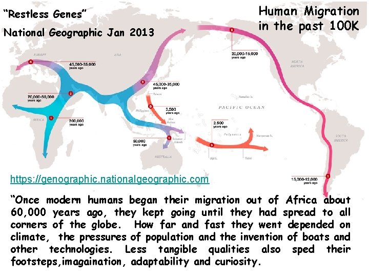 “Restless Genes” National Geographic Jan 2013 Human Migration in the past 100 K https: