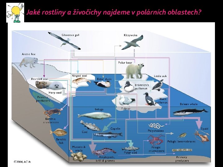 Jaké rostliny a živočichy najdeme v polárních oblastech? 