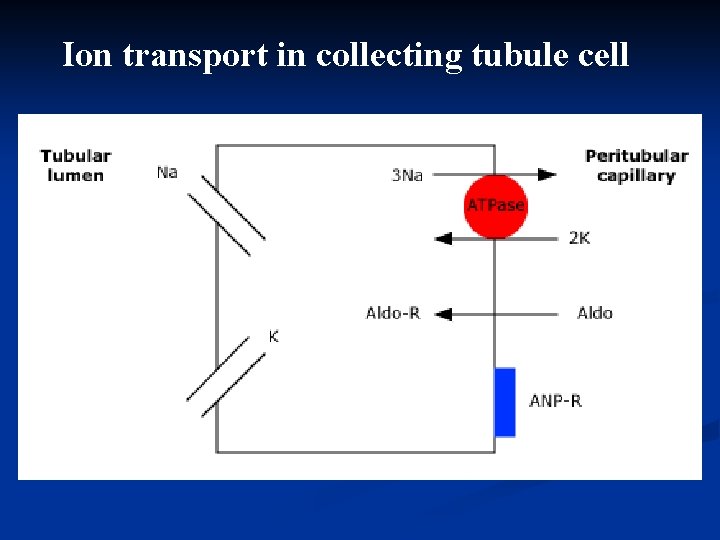 Ion transport in collecting tubule cell 